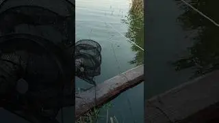 What kind of fish is this?