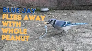 Blue Jay Bird Steals Whole Peanut And Flies Away