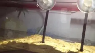My pet turtle