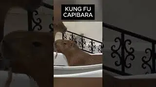 Capibara Entrenando