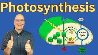 The Light Reactions EXPLAINED: ATP, NADPH, Z-Scheme, and Water Splitting for AP Bio