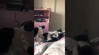 Мортал котокомбат 😁
