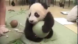 Dünyalar tatlısı panda:)
