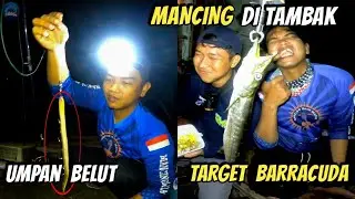 CASTING FISHING USING EEL POINTED WHITE SNAPTER TARGET BARRACUDA