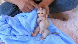 Cute Tiny Valen Cleaning Ears And Take Nap On Mom's Hand
