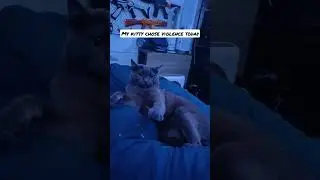 I just wanted petsies. #cute #shorts #catsofyoutube #kitty #catsoftiktok #sad