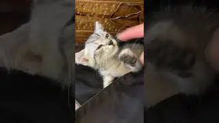 Abu bocah welek😸 