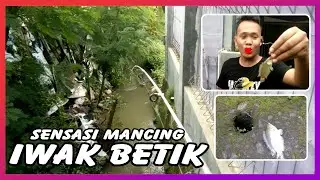 SENSASI MANCING IKAN BETIK / BETOK  | WARSO CHANNEL