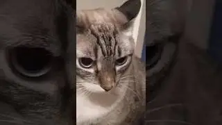 Яблоко - это не мясное