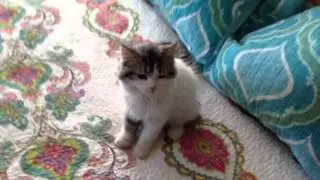 Kitten Training