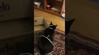 Kitty Shadow likes to wear string 😻