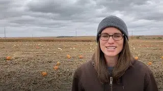 Feeding Leftover Pumpkins to Beef Cattle