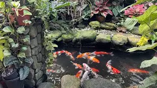 Koi pond in Pakne