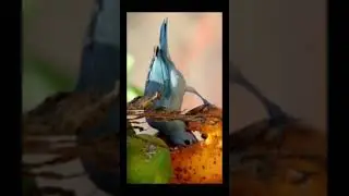 A NATUREZA É BELA