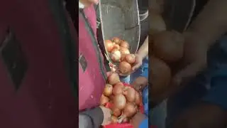 Egyptian onion