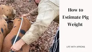 How to estimate pig weight