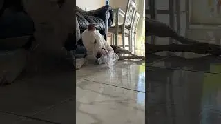 Jack and the Plastic Bottle