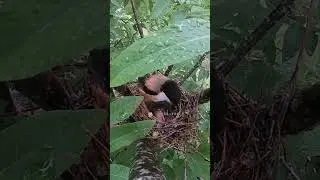 The cuckoo bird was busy pushing the little bird杜鹃鸟忙着推小鸟，鸟妈妈只好把蟋蟀吃掉了 #nature #birds #cuckoo