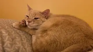 Cat Receives Head Scratch and Nose Rub