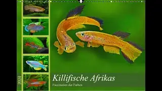 Killifische Afrikas Kalender2024