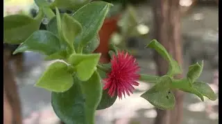 АПТЕНИЯ  КОМНАТНЫЙ СУККУЛЕНТ.