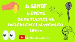 6.SINIF 6.ÜNİTE 1.Bölüm  Denetleyici ve düzenleyici sistemler