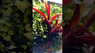 Наш проект «Камбоджа II» спустя 2 года после запуска #aquascape #aquarium #рыба #aquascaping