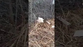 Лесной кошмар:0
