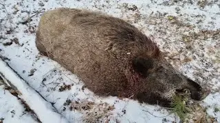 BOAR HUNTING FROM THE APPROACH