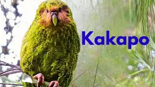 5 Fascinating Facts About The Kakapo 🦜 | World's Heaviest parrot!