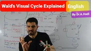 Wald's visual cycle explained in English