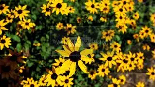 Canvas Art Photography