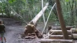 In the forest