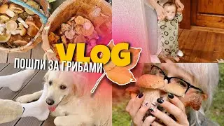 VLOG ПОШЛИ ЗА ГРИБАМИ 🍄🍂СЫНОК ХОДИТ/ПОСЫЛКИ И РАССЫЛКИ, АВТОКРЕСЛО ДЛЯ МАЛЫША