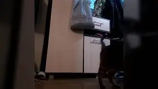 Что делуют мои домашние животные когда одни?