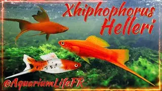 Xhiphophorus Helleri || El PEZ Cola de ESPADA || XIPHO @aquariumlifefr