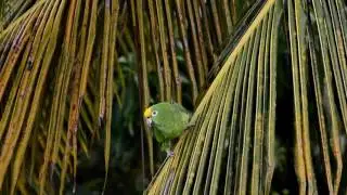 Yellow Crown parrots in Palmiste video capture at 7am on 03-09-2016