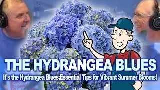 It's the Hydrangea Blues:Essential Tips for Vibrant Summer Blooms! Stop Your Hydrangeas From Fading!
