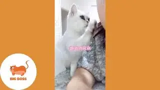 Cute Dogs and Cats | Funny Cats and Dogs Videos Compilation 2019