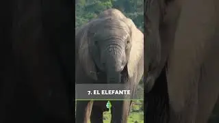 Estos son los 10 ANIMALES más INTELIGENTES del MUNDO 🧠💡