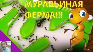 МУРАВЬИНАЯ ФЕРМА с МУРАВЬЯМИ ANT PLANET (АНТ ПЛАНЕТ) Домашняя. Муравьи ЖНЕЦЫ