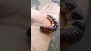 Гусеничка