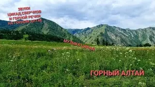 Звуки цикад,сверчков,горной речки в горах Алтая || Gorny Аltai Relaxing sounds of nature