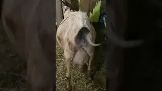Неделя до окота козы!