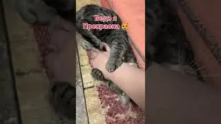 #помощьбездомнымживотным #ищудом
