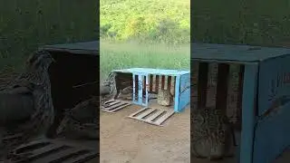 Really unique quail trap - Bird trapping 
