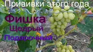 Фишка,Щедрый,Подарочный.