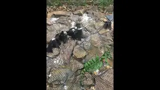 LƯỚI BẪY CHIM HÉC SOAN HÀNG DÙ THÁI CAO CẤP.
