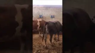 #kurban #shortsvideo #shortvideo #youtubeshorts #shorts #short #shortsfeed