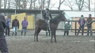 Laying a horse down without ropes